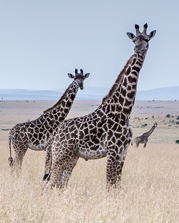 journez-service-5.jpg journez-service-5.jpg